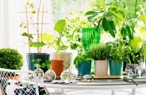 卫生间里摆放什么植物最合适?