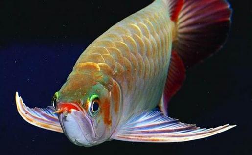 龙鱼的风水学应用有哪些?