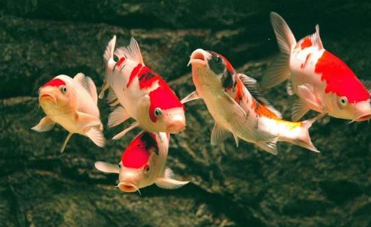 锦鲤鱼的风水学应用有哪些?