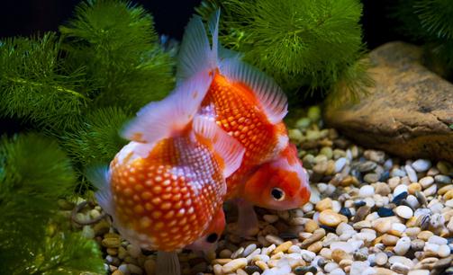 金鱼的家居风水应用有哪些?