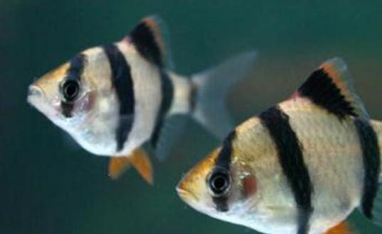 虎皮鱼的鱼缸怎么摆放?虎皮鱼的风水学应用