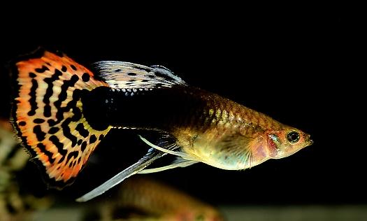 凤尾鱼有哪些风水学应用?凤尾鱼的鱼缸如何摆放?