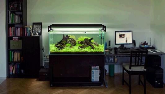 鱼缸的风水宜忌-家居鱼缸有什么禁忌?