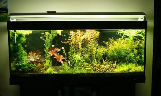 风水鱼养几条才好?风水鱼缸摆放位置