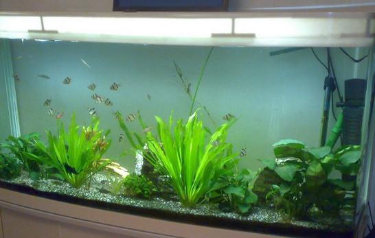 风水鱼有哪些?血鹦鹉提升风水运